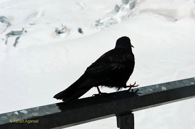 Blackbird balancing on one leg at Jungfrau