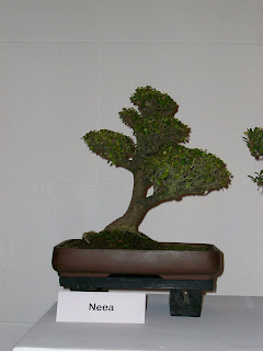 CLUB PERUANO DE BONSAI