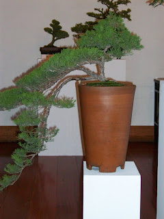 CLUB PERUANO DE BONSAI: Exposición del "CLUB PERUANO DE BONSAI"