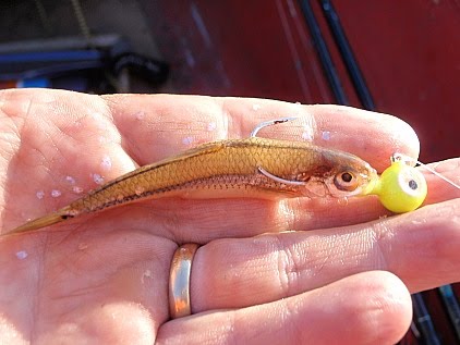 Hook on the back of minnow.