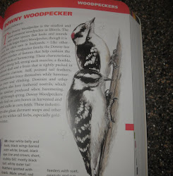 woodpecker downy volume kingdom bird wild ii head does female patch male