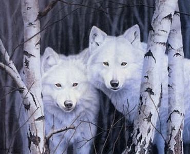 [Whitewolves_2.jpg]