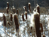 Cattails in the WInd