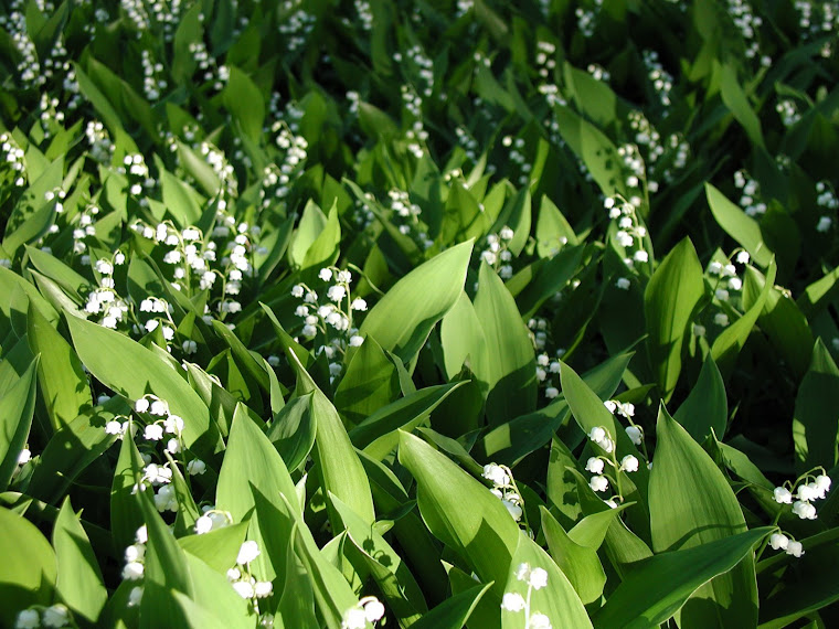 Lily  of  the  valley