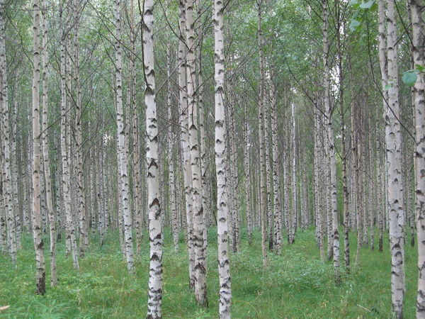 [Birch-forest-0.jpg]