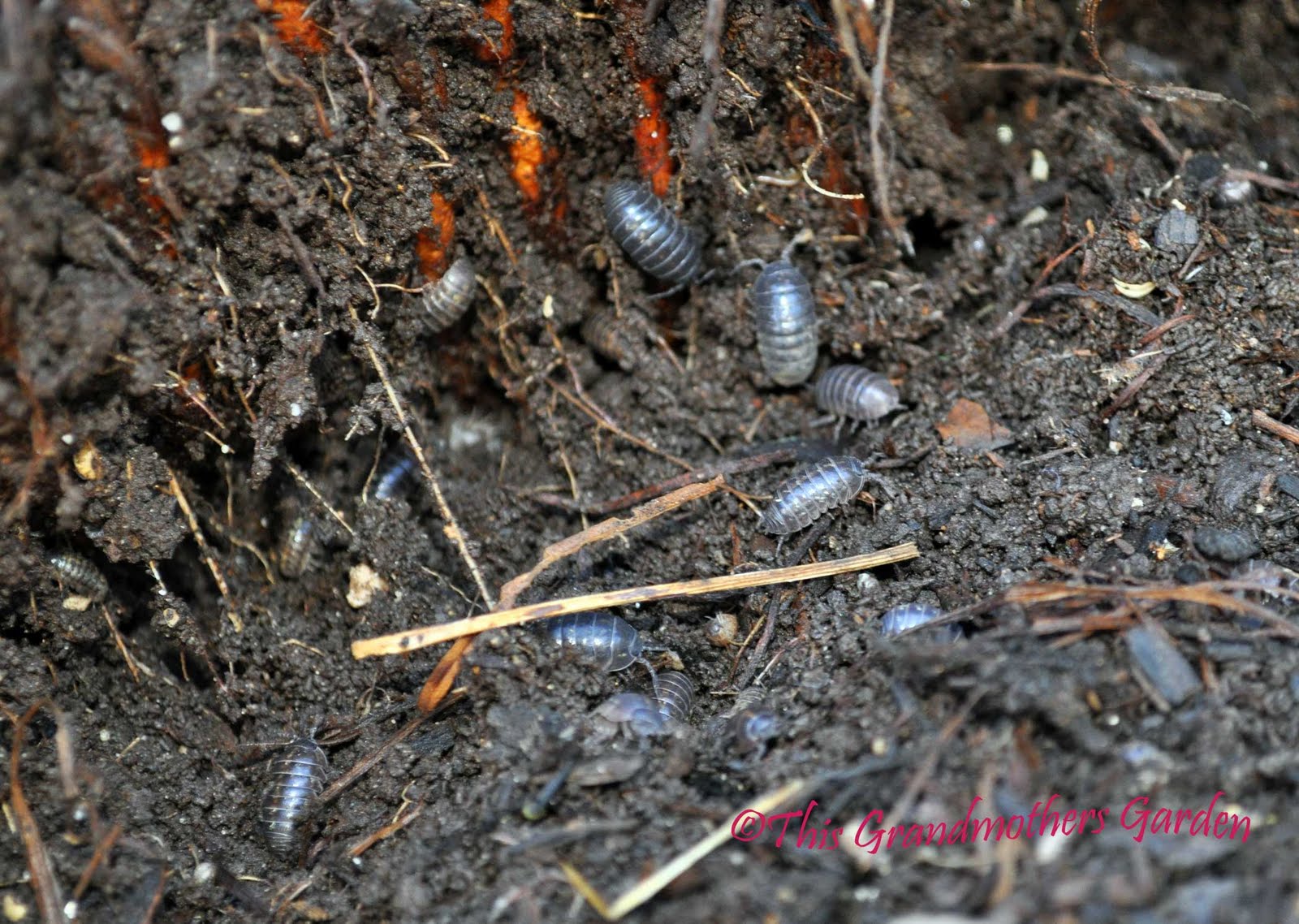 How To Kill Rolly Pollies In Garden Rolly Polly Out of the Oven
