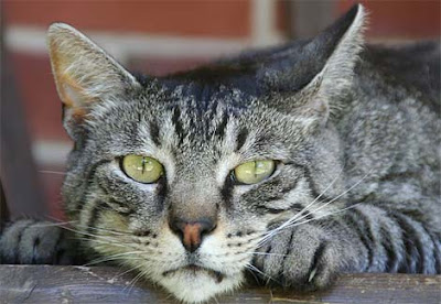 Una Vida Con Dos Experiencias: Los Señores debajo de la cama