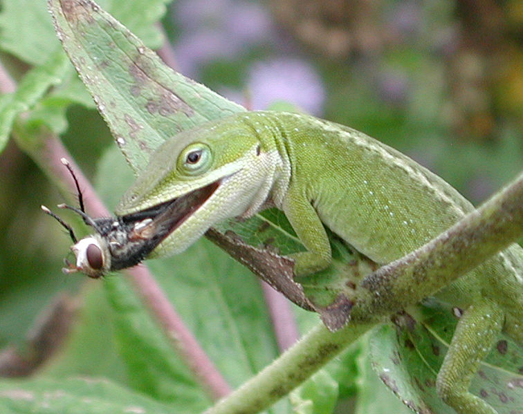 Feeding Anoles Baby Food Feeding Anoles Baby Food