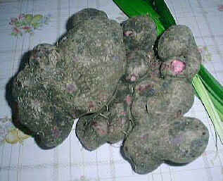 ube philippines