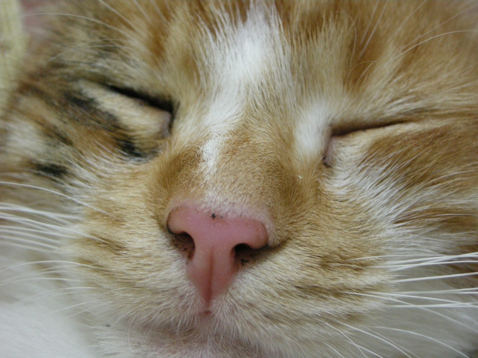 KEDİLER / CATS Kasım 2010