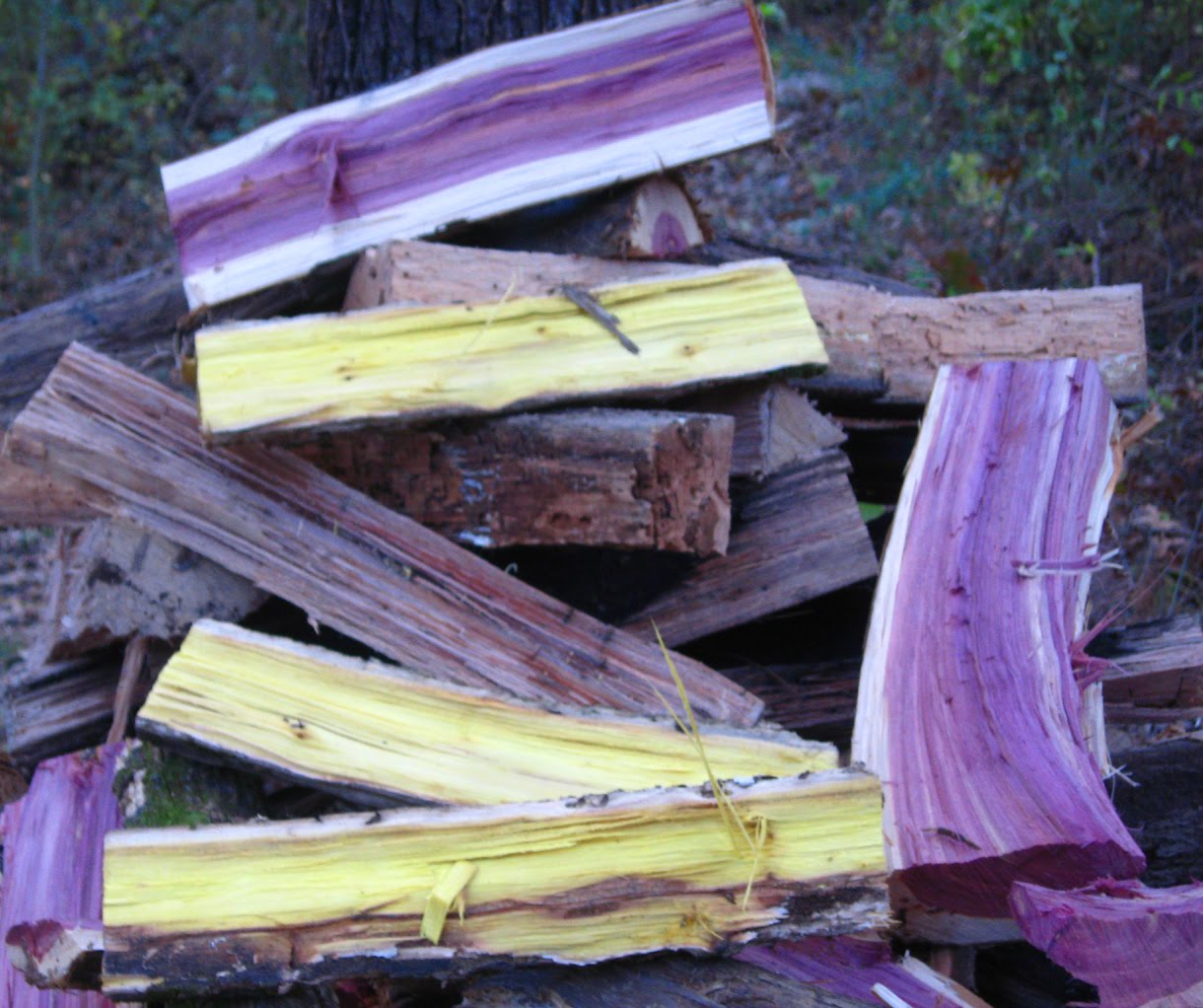 Bill's TN Paradise Cutting big red oak firewood