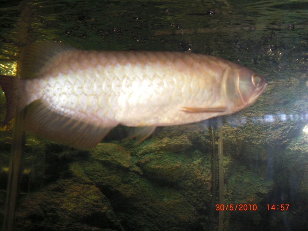 LiFe KaMi: Ikan Kelisa kaMi