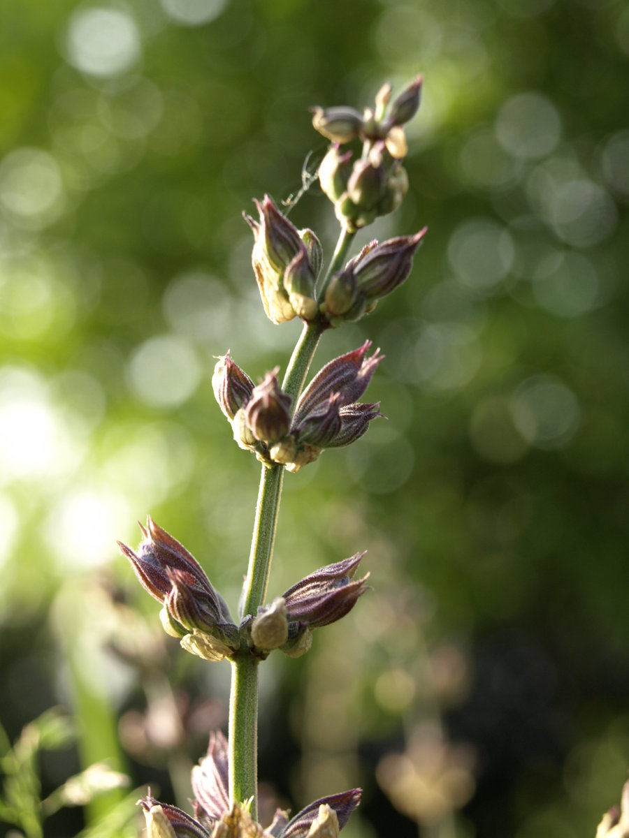 [lavender_by_mbamboo.jpg]