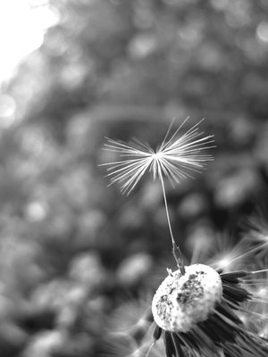 [little_things_can_fly_away_by_mbamboo.jpg]