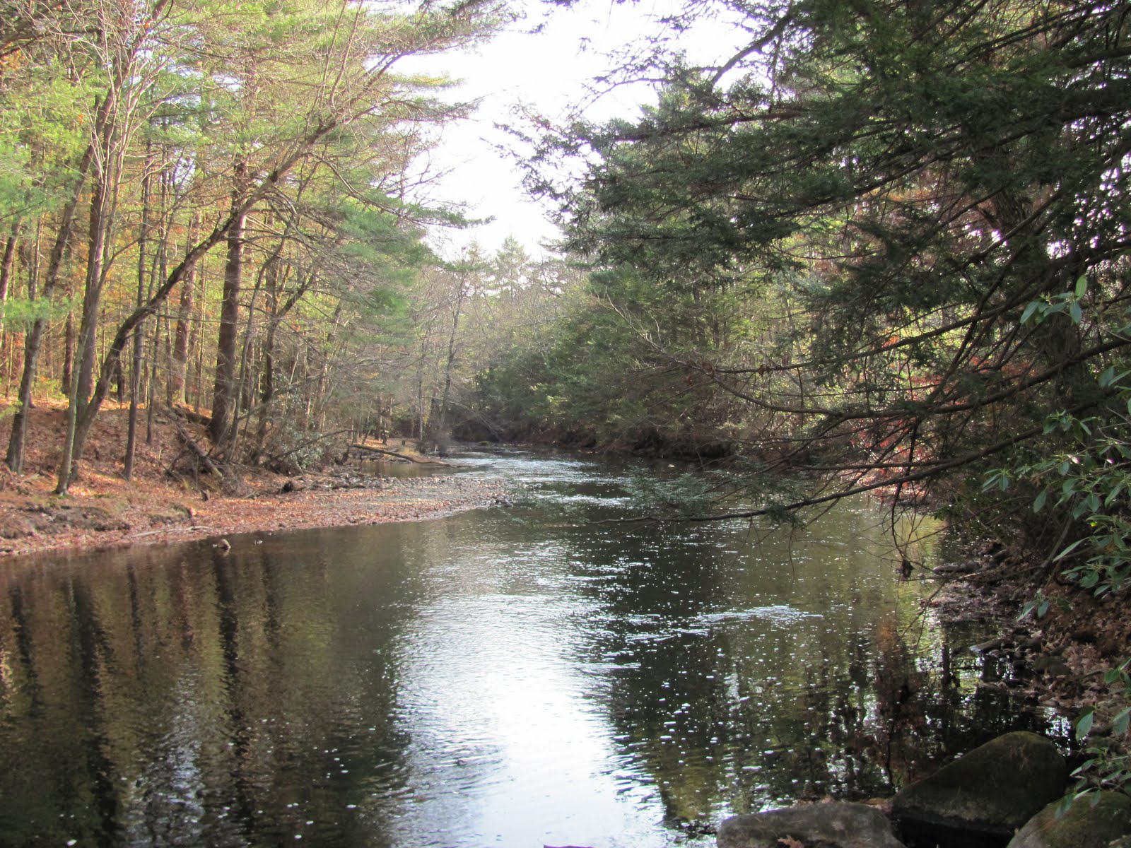 to the Millers River Fly Fishing Forum My Three Rivers A