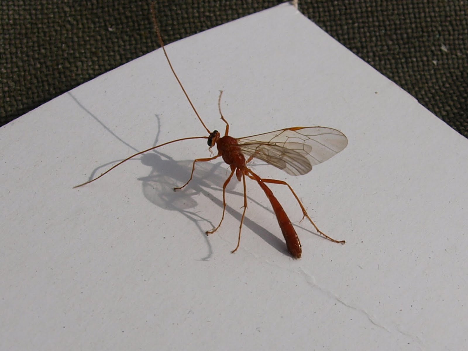 Ragged Robin's Nature Notes More Moths Carpet, Underwings and an