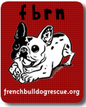 Adopt a Frenchie at FBRN