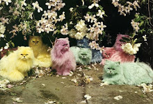 Pastel Kitties Tim Walker