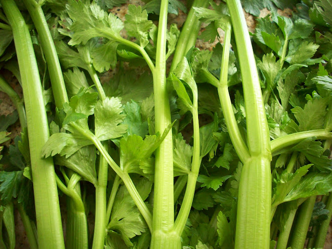 SLO Celery