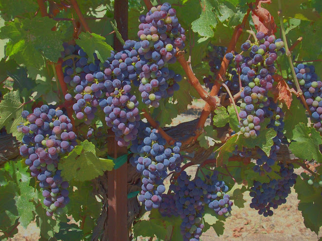 Velvet-like Clusters Ripening to Perfection in Paso Robles