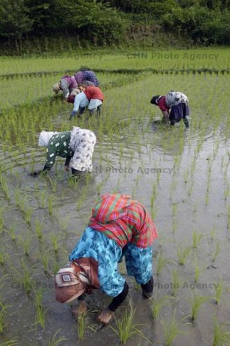 زنان و مردان کشاورز لاهیجانی زحمت میکشند و ندیم لشت نشائی رشوه میگیرد تا واردات برنج و چای را آزاد