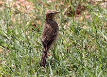 Paddyfield Pipit - Anthus rufulus