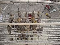 caged wild birds Phnom Penh