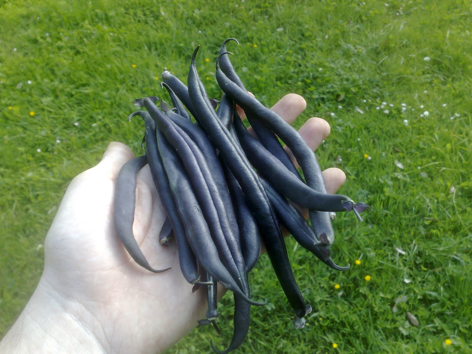 El Huerto Encantado: Jardinera Casera para FRESAS!.