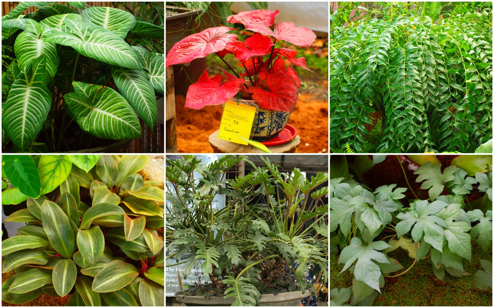 Andrea's Plants, Photos and Travels: Aroids and Ferns