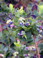 Merry Blueberries