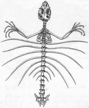 Класс пресмыкающиеся грудная клетка. Скелет грудной клетки ящерицы. Скелет пресмыкающихся грудная клетка. Скелет варанов грудная клетка. Летучий дракон скелет.