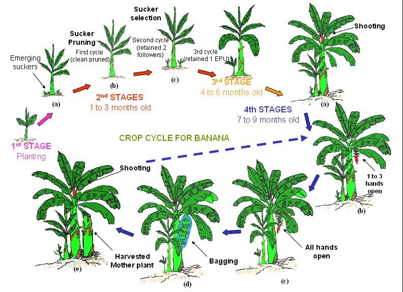 Growing Bananas Banana Growth