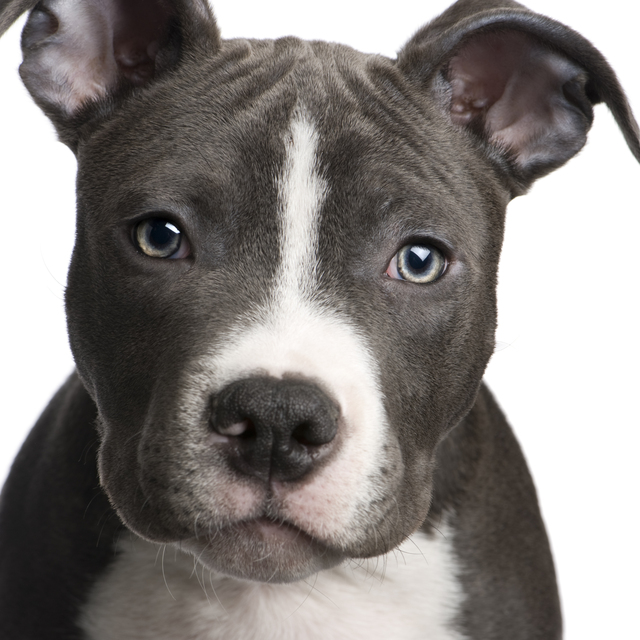 dog picture photo american pit bull terrier puppy