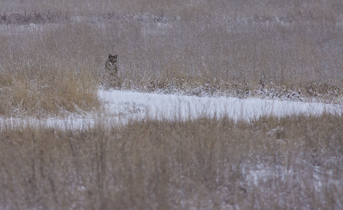 [Coyote-2822-2.jpg]