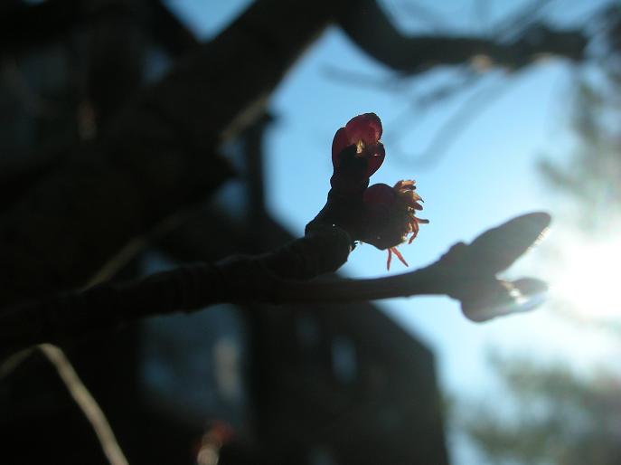 [sunny+blooms.jpg]
