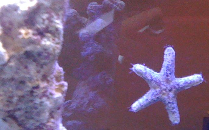 Il mio acquario marino