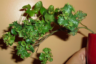 Life Among the Leaves: The Ivy Chronicles, Part II