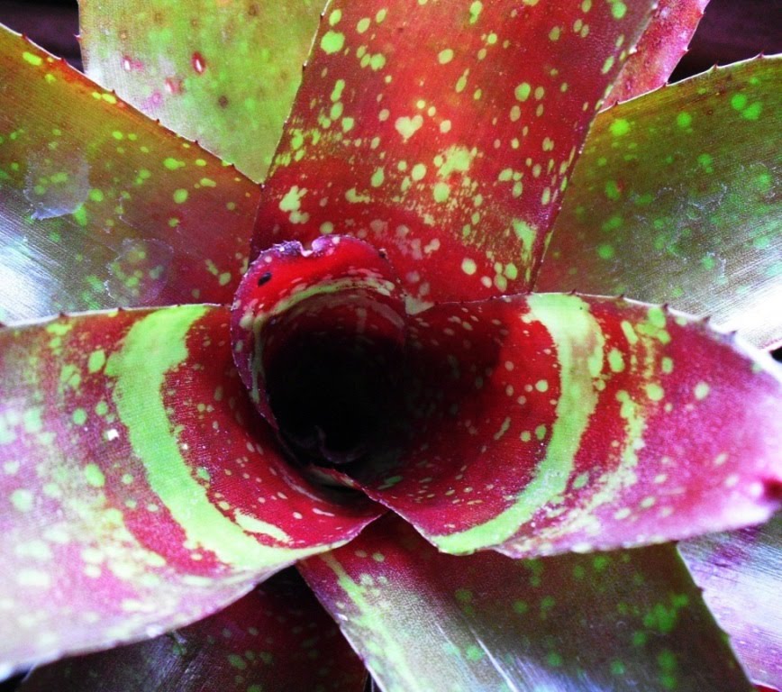 Neoregelia Carolinae Tricolor
