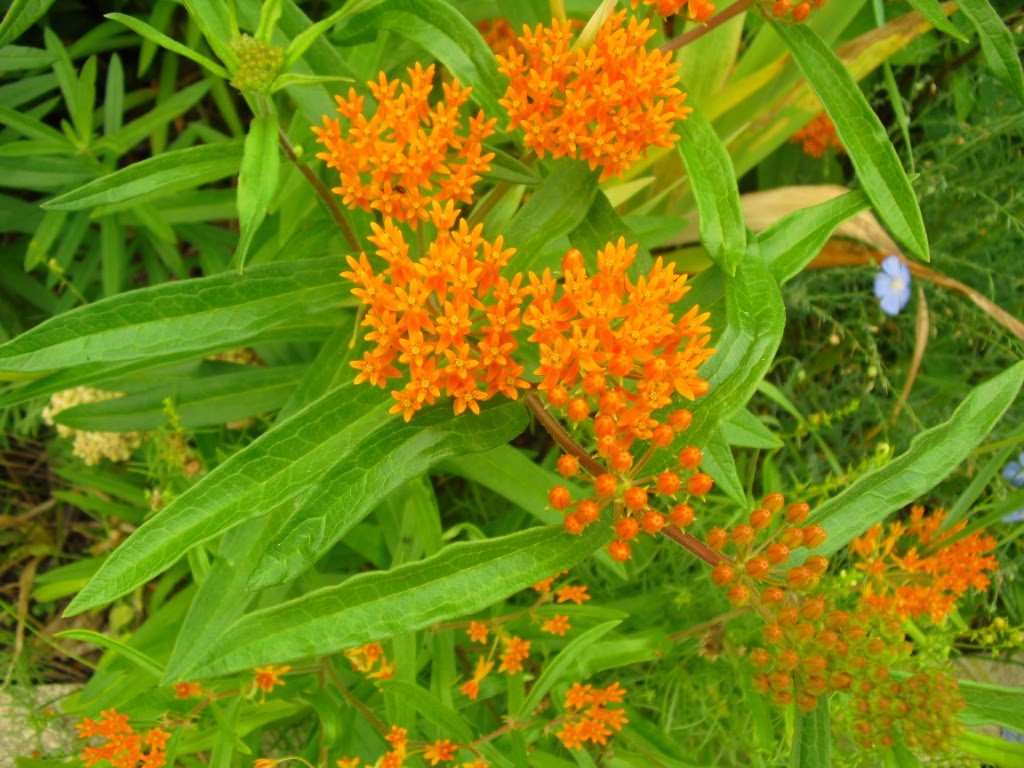 Life Among the Leaves All in the Family Asclepiads