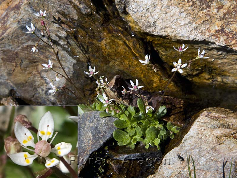 Flora de Aragón Saxifraga stellaris