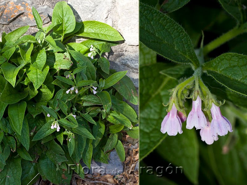 symphytum officinale 200c symphytum officinale 200c