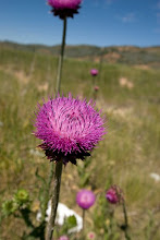 thistle? -Echo Canyon