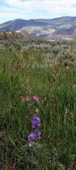 meadow