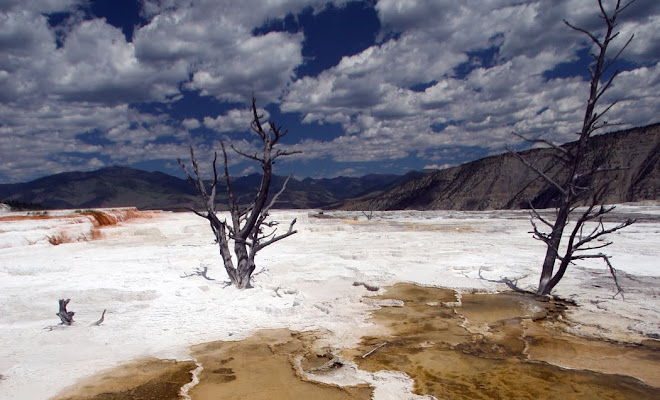 Mammoth Springs sulfur pool