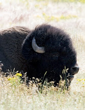 NBR, Montana