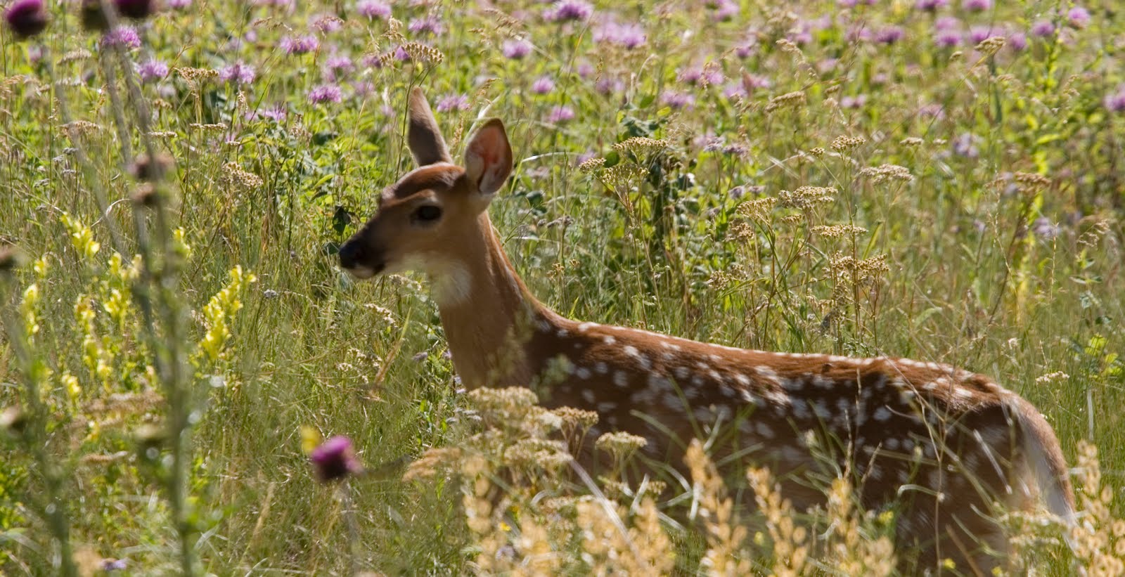 fawn, NBR, Montana