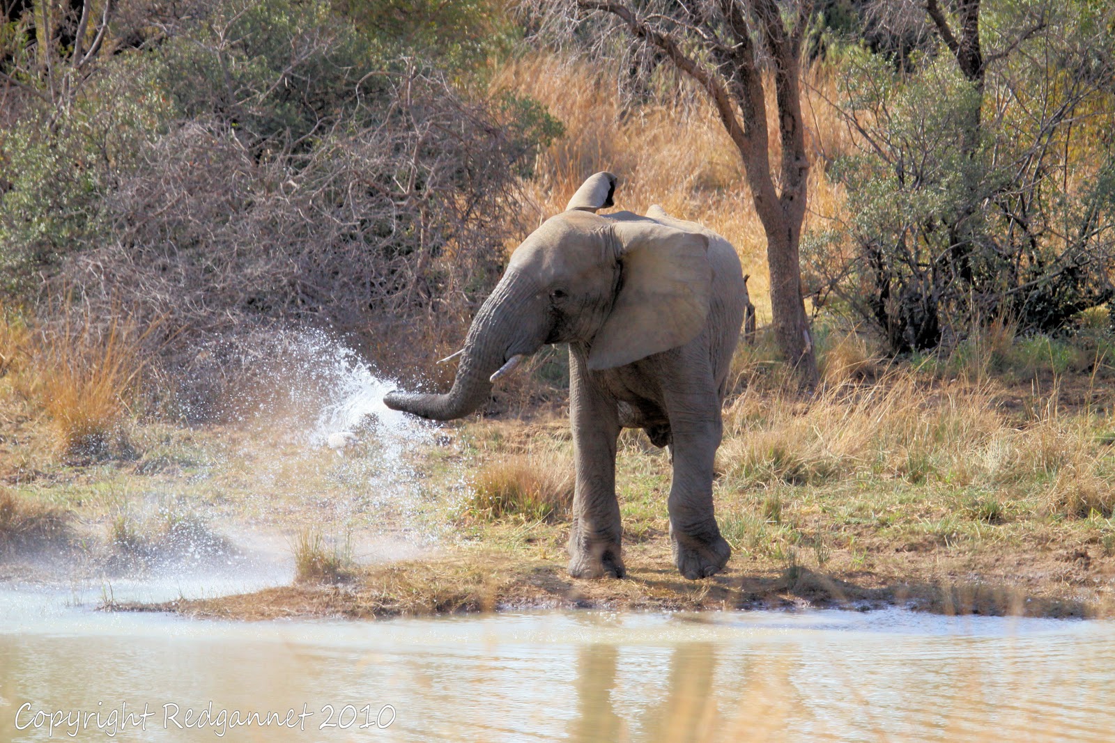 Do elephants grieve?