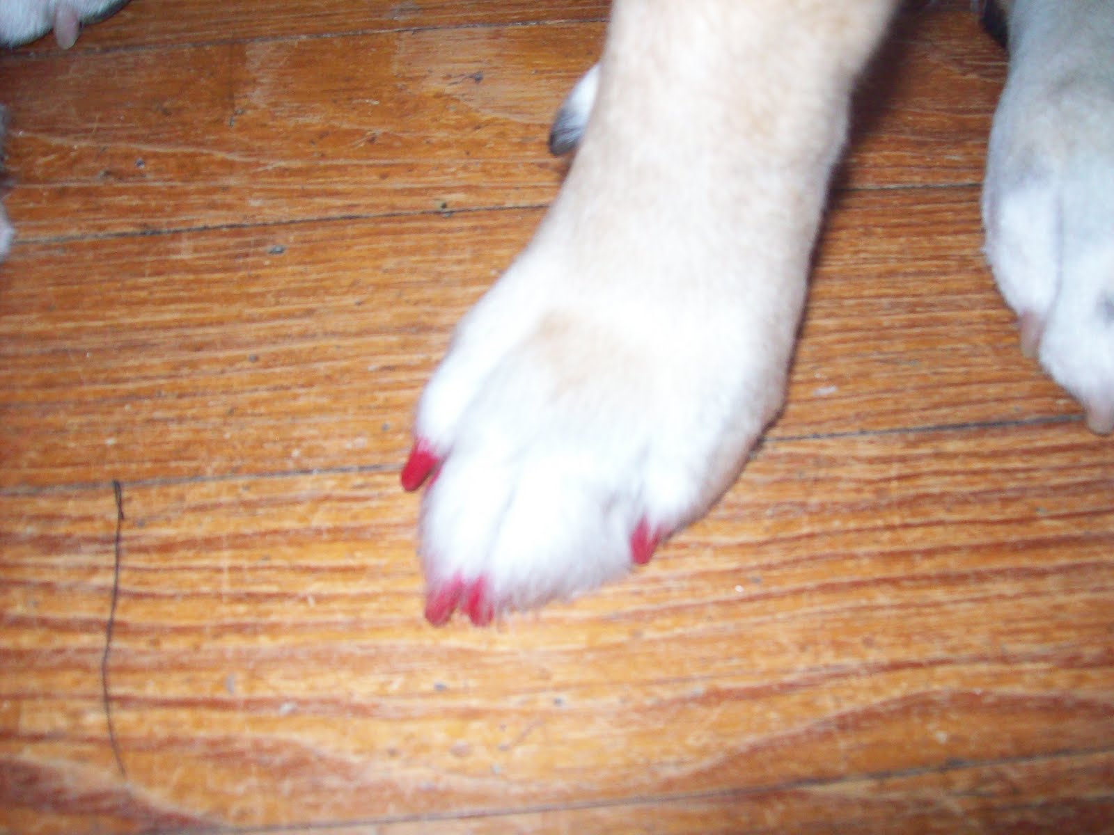 Choppy's Dog House June 2010