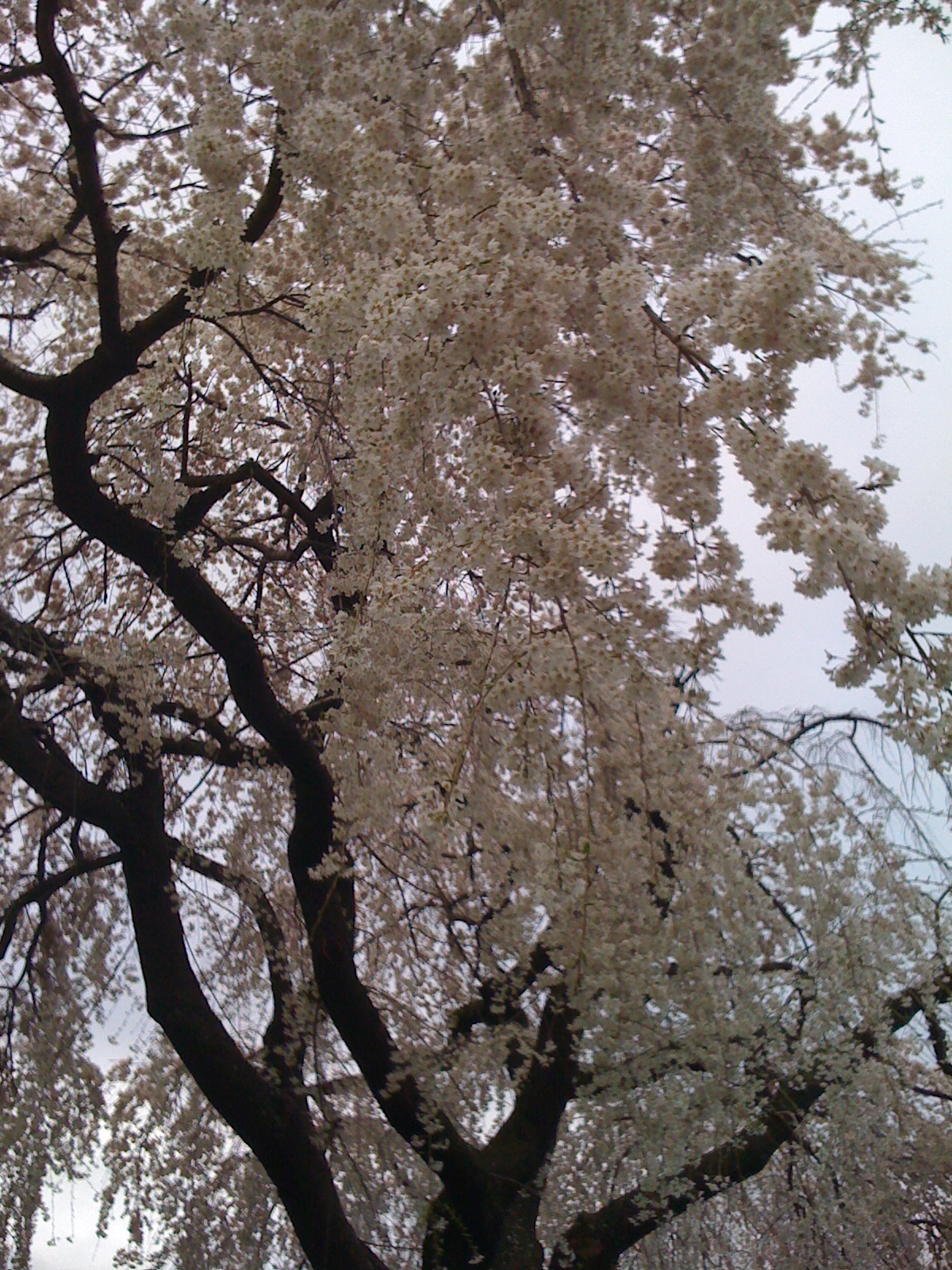 [IMG_0987.JPG]