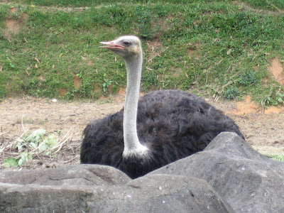 Ostrich